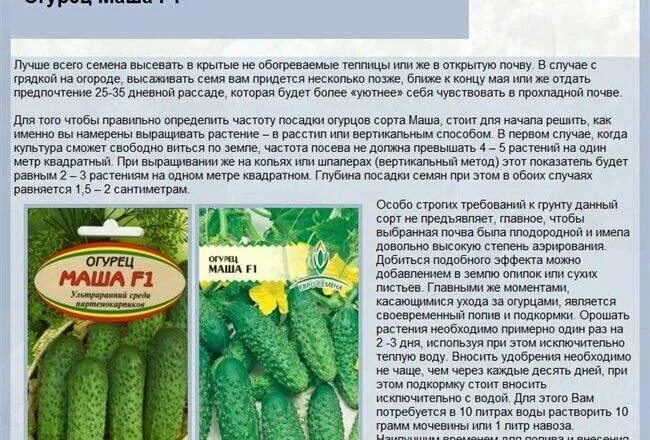 Огурцы маша f1 описание сорта фото отзывы Огурец Наша Маша Пластиком