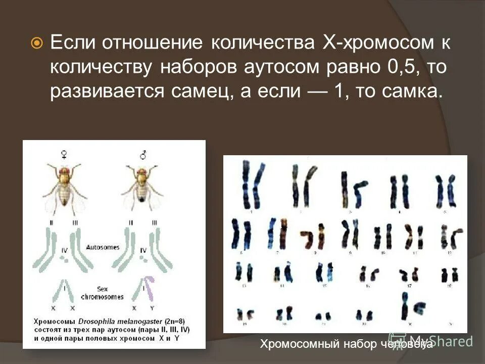 Сколько аутосом в половых. Хромосомы человека. хромосомный набор человека. набор хромосом у человека. число аутосом.