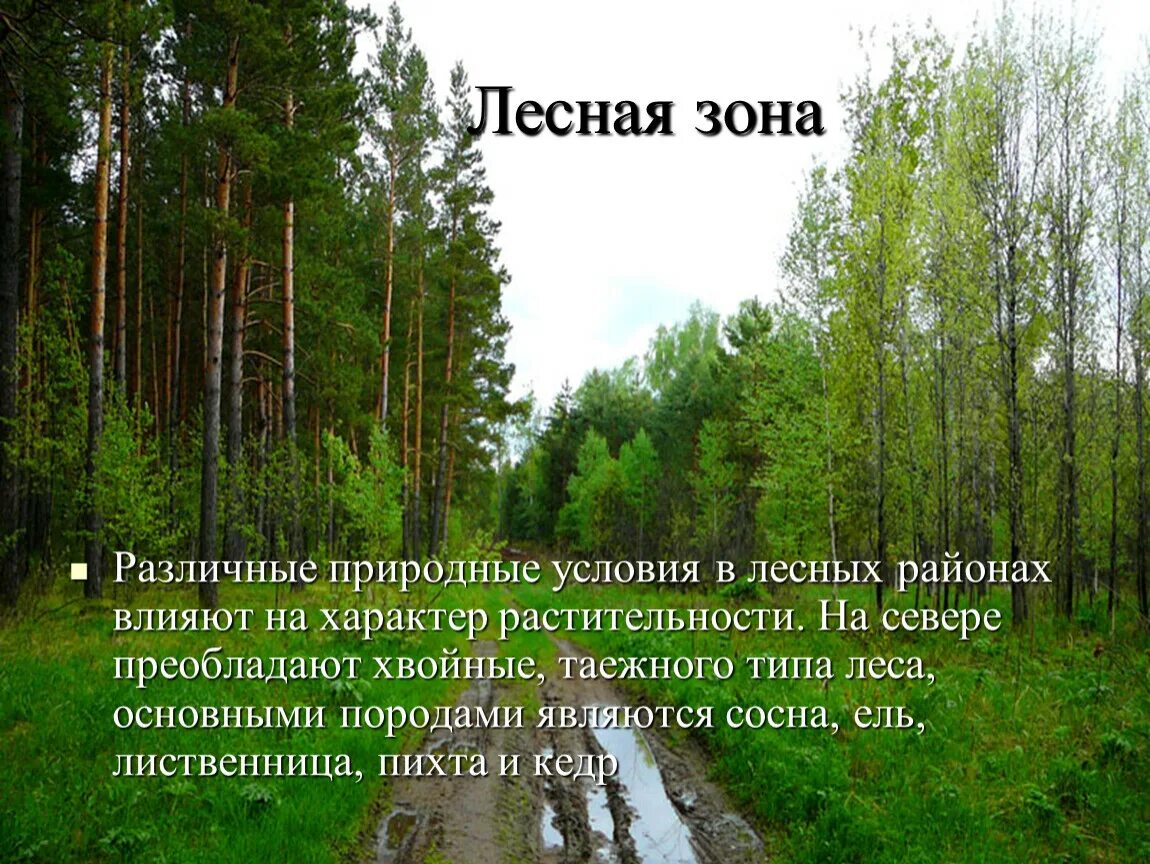 В этой природной зоне преобладают хвойные. Природные условия леса. Природные условия зона леса. Районы Лесной зоны. Условия в Лесной зоне.