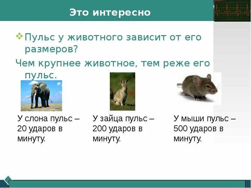 Пульс дыхание у животных. Сердцебиение у животных. частота пульса мыши. сердцебиение разных животных. частота сердцебиения у животных.