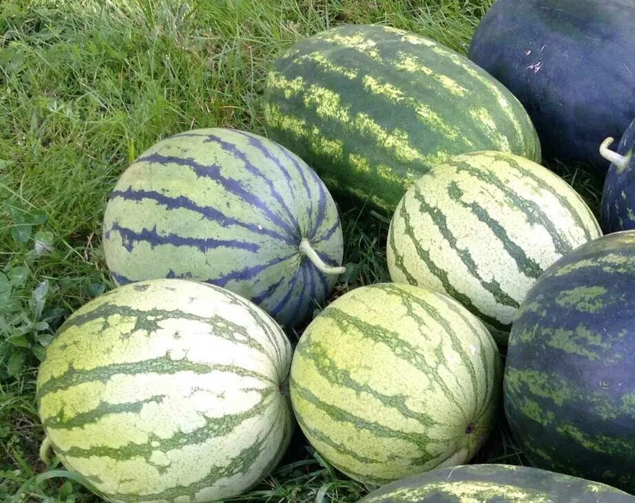 Арбуз в огороде. Семена. Арбуз на даче. Дыня уральский скороспел. Citrullus lanatus.