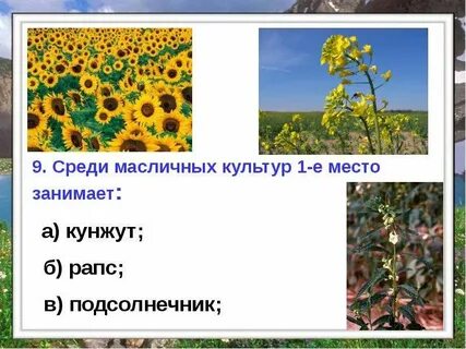 Известно что подсолнечник масличный важнейшее