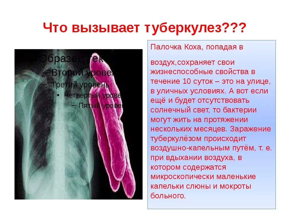 Заболевание туберкулез вызывают бактерии. Палочка Коха Надцарство. Палочка Коха Mycobacterium tuberculosis. Палочка Коха грамотрицательная. Палочка Коха форма бактерии.