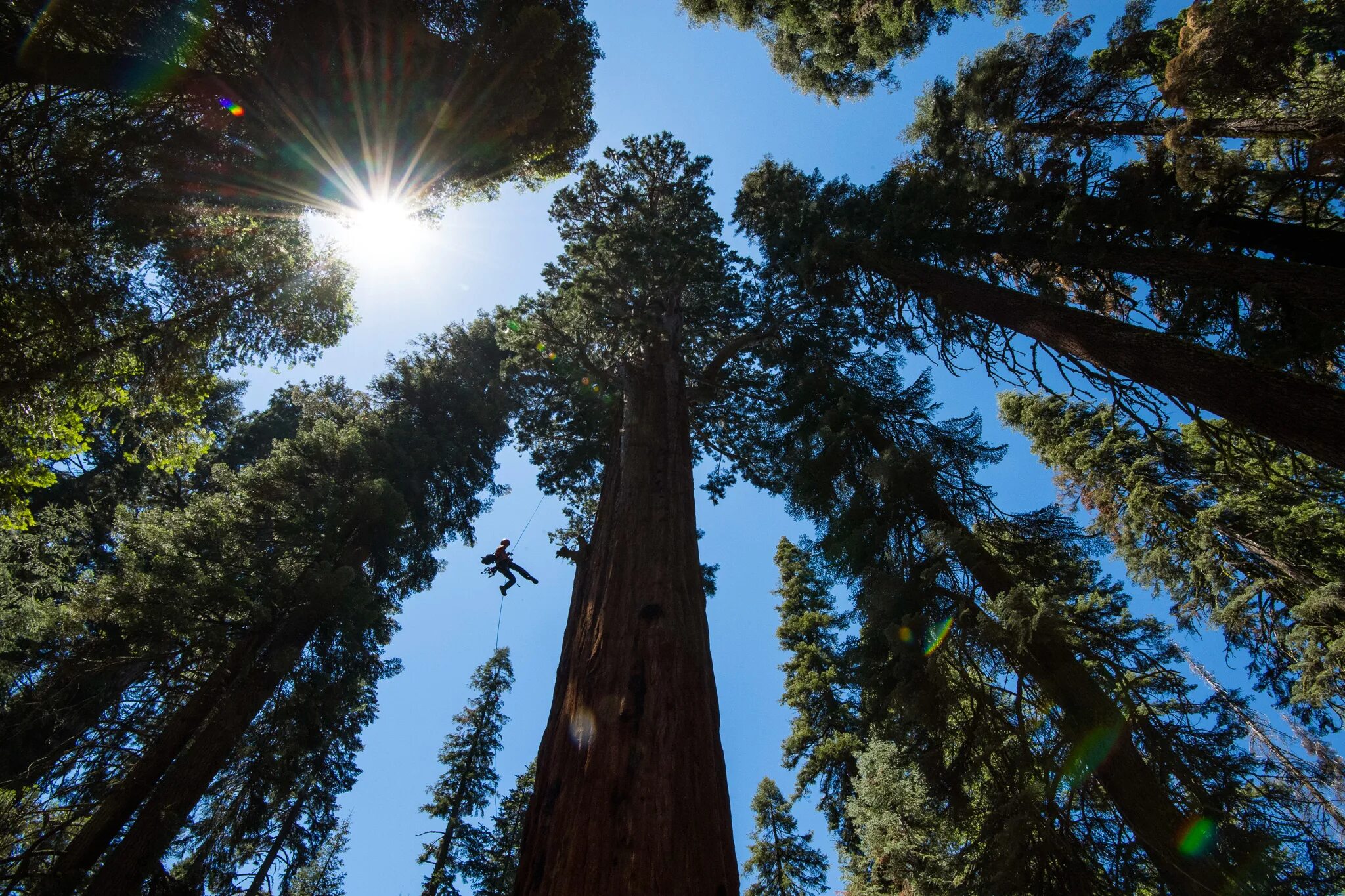 Last tree