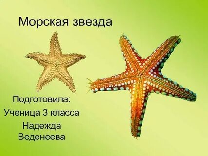 Звезды слоган