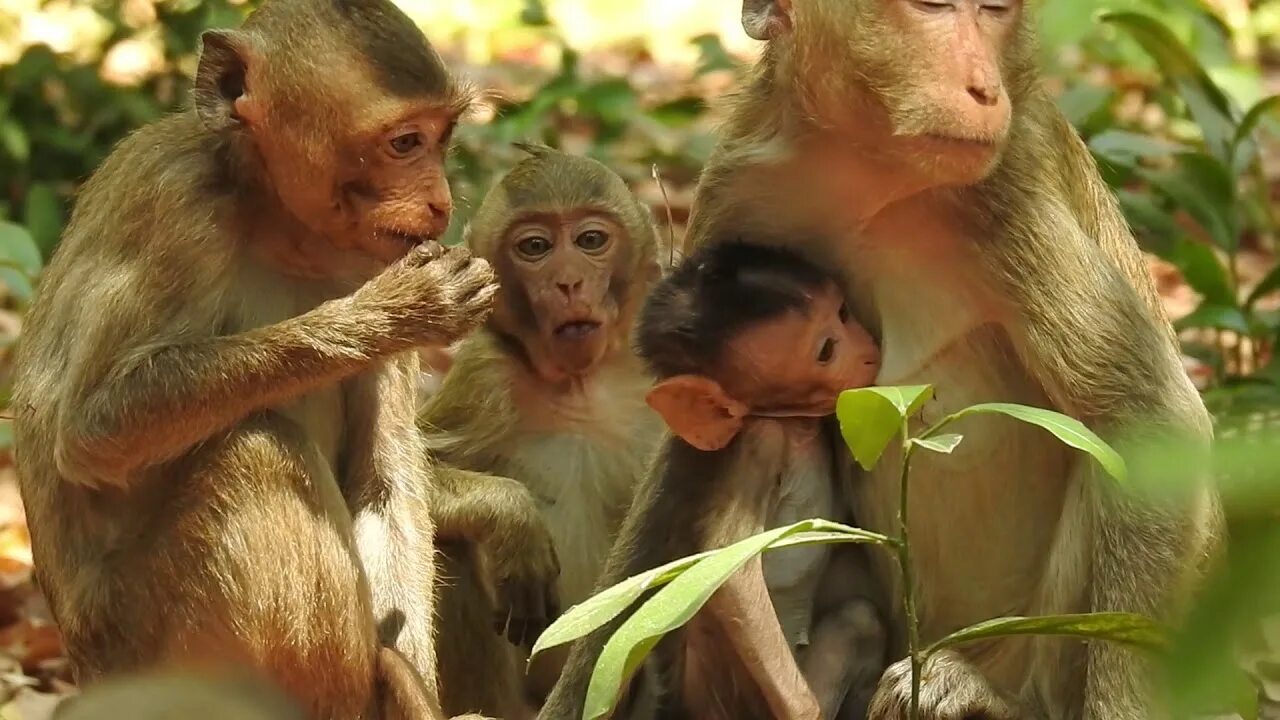 Видео с обезьянками. Обезьяна с малышом. Миллион обезьян. West video monter monkey and baby monkey. Обезьяна делает.