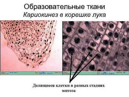 Клетки образование ткани в корне