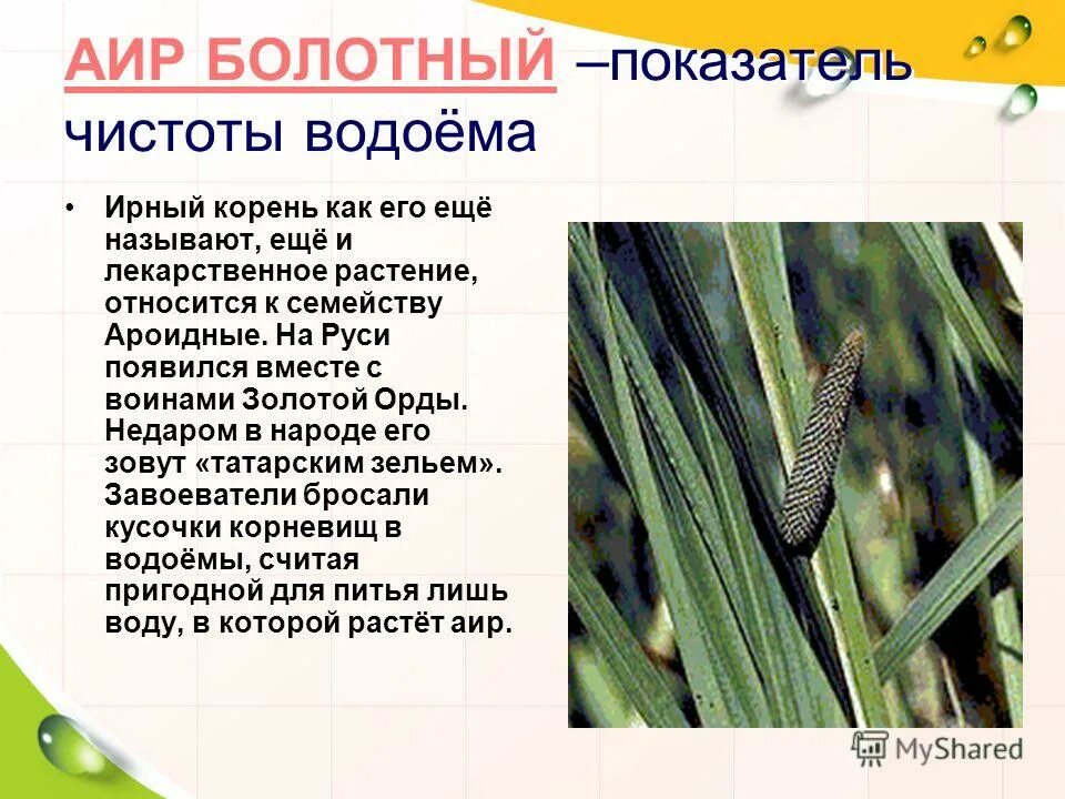 Корень аира. Аир болотный препараты. Аир про инструкция. Корневища аира болотного применяют. Аир болотный препараты форма выпуска.