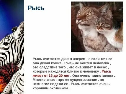 Дикий текст