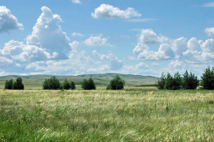 Степь и лесостепь казахстана. Зоны степь лесостепь алтайский край. оренбургский заповедник. оренбург леса степи. аксаковская лесостепь.