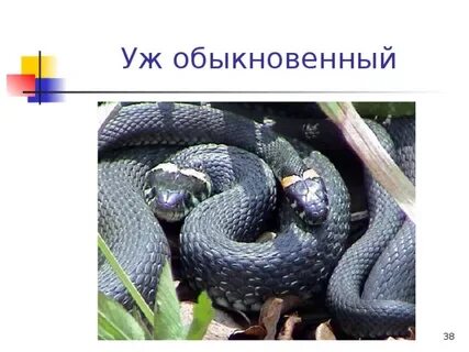 Тема уж