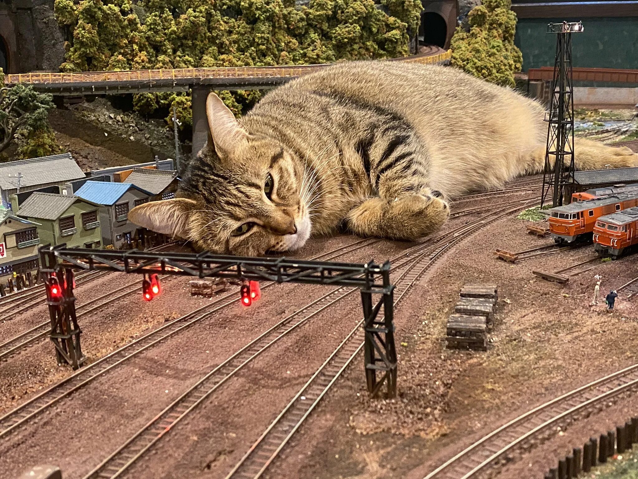 Cat most