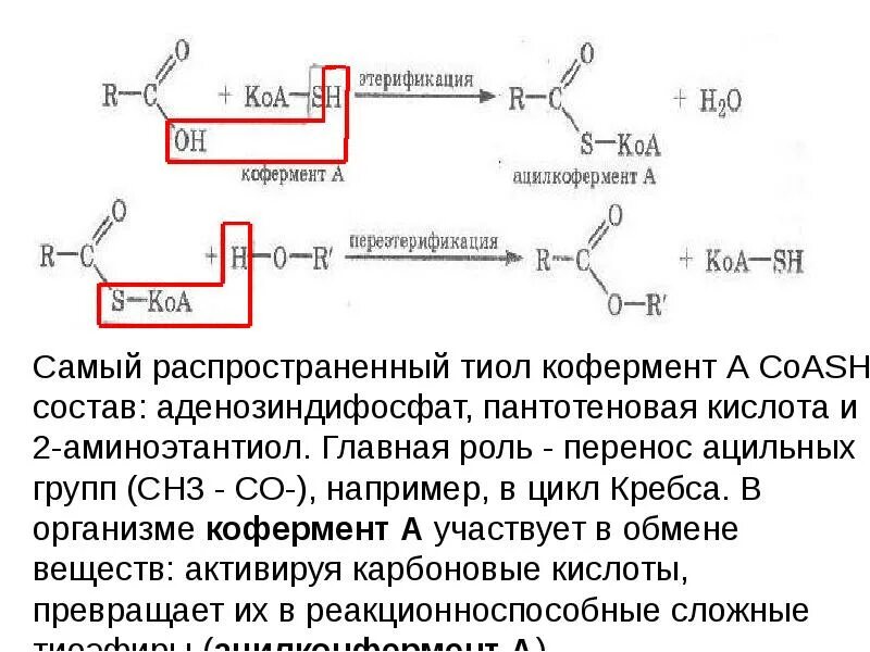 Коа 5. Пантотеновая кислота реакции карбоксилирования. Биохимические реакции пантотеновой кислоты. Пантотеновая кислота кофермент. Участие пантотеновой кислоты в метаболизме.