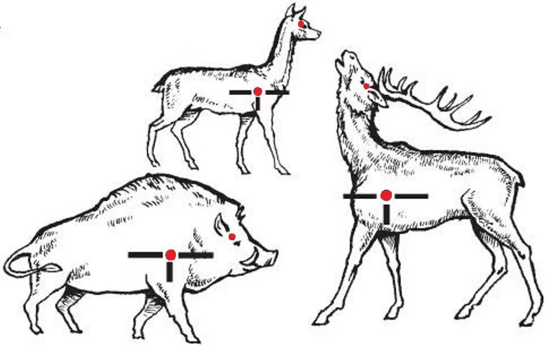 Какая часть лося. Точки прицеливания по кабану бегущему. Куда стрелять кабана убойные места. Убойные места лося и кабана. Точка прицеливания в кабана.