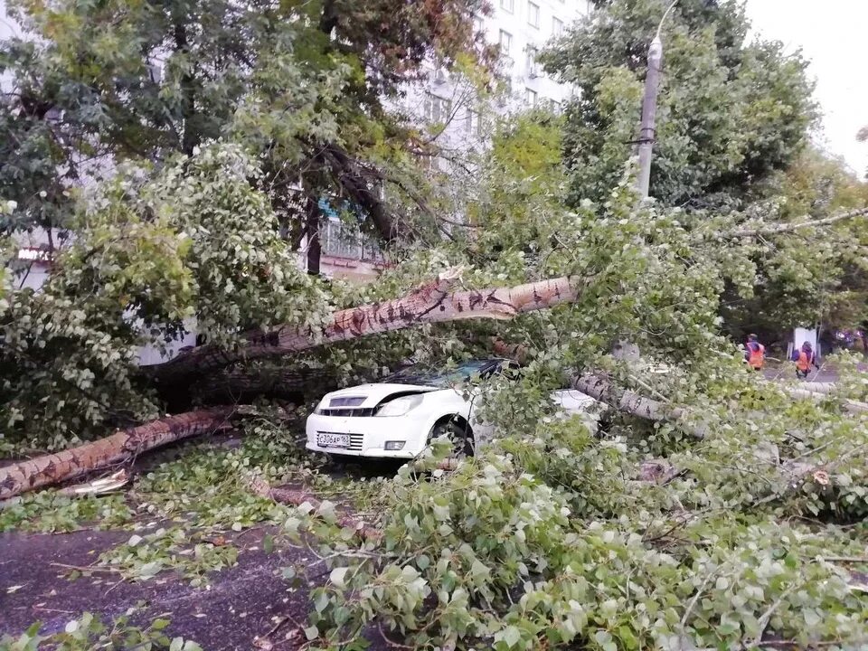 Кому звонить если упало дерево. В самаре дерево упало на машину. ураган в самаре сейчас. вересники упало дерево на остановку. в самаре упало дерево на машину сегодня.