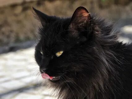 Черную кошку без рекламы
