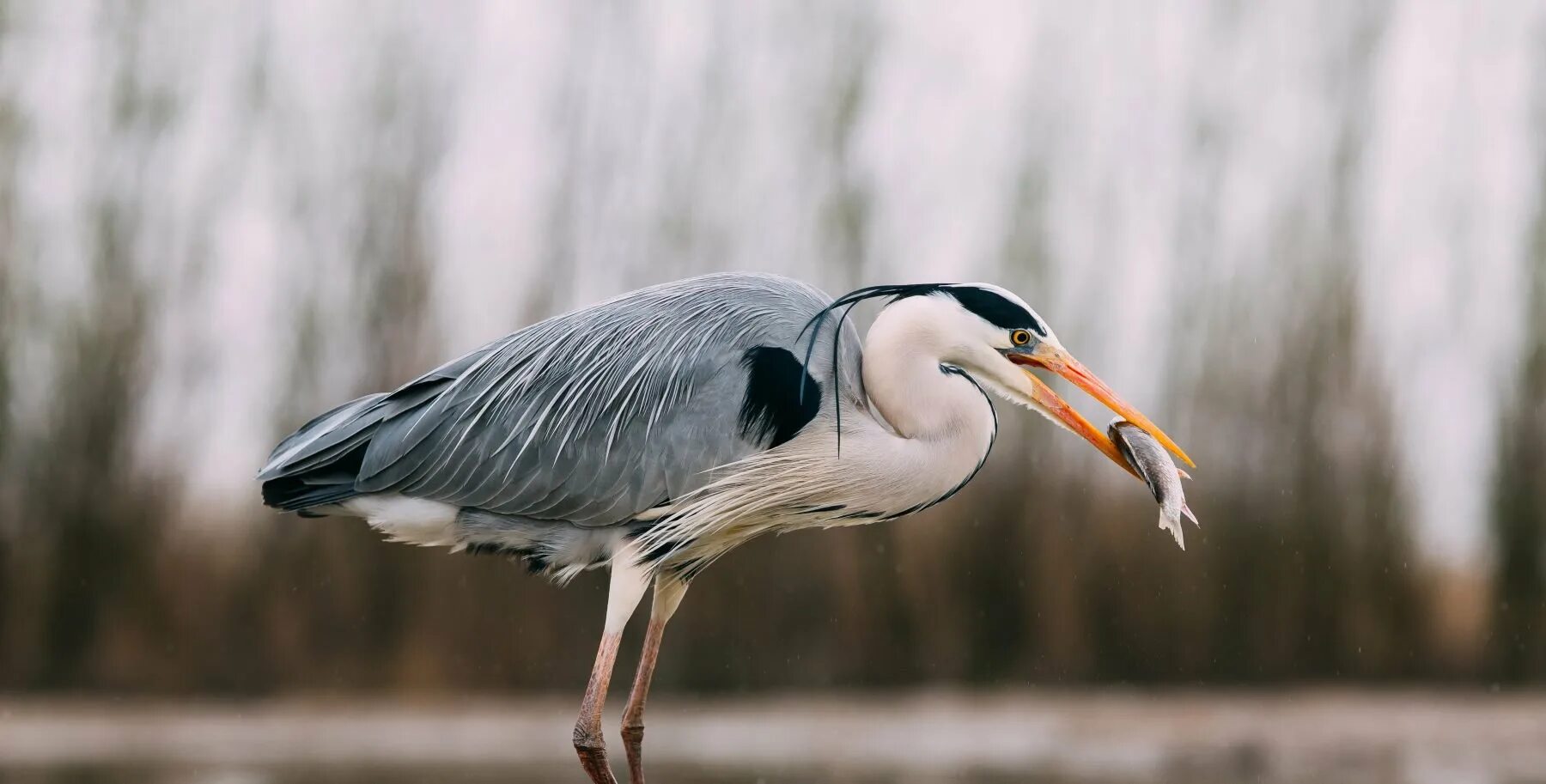 Ночная цапля 6 букв. Тихоокеанская рифовая цапля. Пеликанообразные птицы представители. Серая цапля. Цапля с лягушкой в клюве.