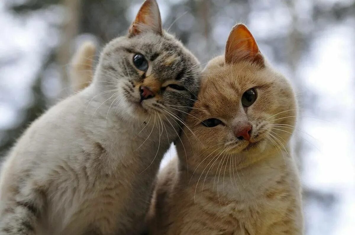 Любовь кошек и котов. Кошки любовь. Два котика. Влюбленные коты. Красивые кошки.