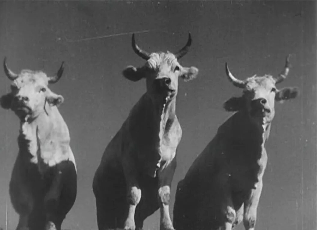 Земля 1930 года. Земля 1930 года. Земля 1930 года. Земля фильм 1930 максимова. Земля 1930 года.