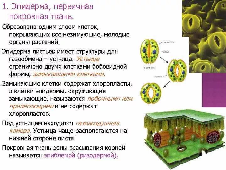 Покровная строение и функции. Первичная покровная ткань эпидерма. Эпидерма растений устьица. Покровная ткань с устьицами. Ткани растений эпидерма.