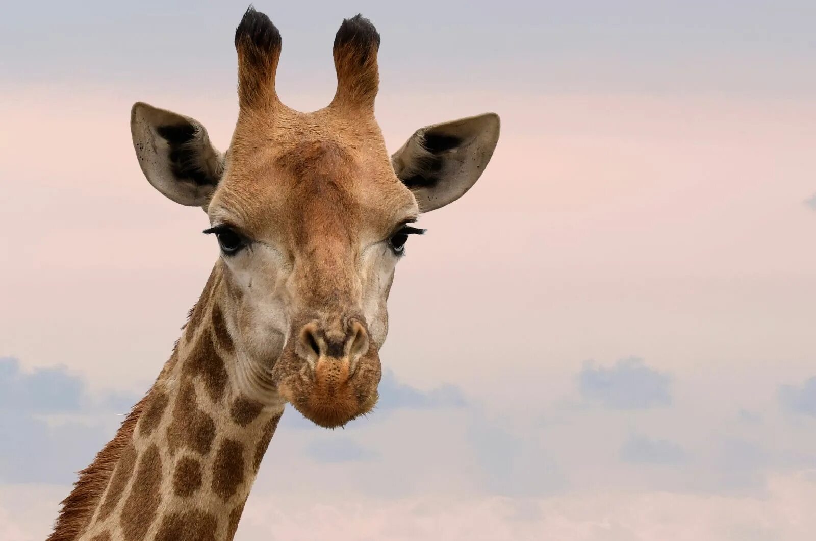 Твердые звуки в слове жирафов. Животное с длинной шеей. Жираф издает звуки. Жираф пьет. Жираф пьет воду.