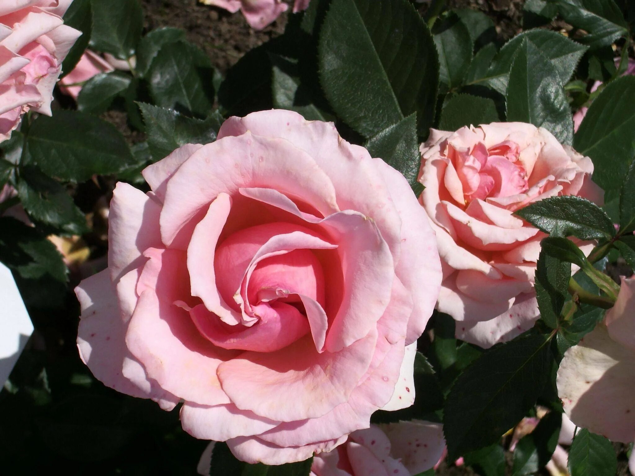 Rose poetry. Rose poetry. Rose poetry. Rose poetry. Rose poetry.