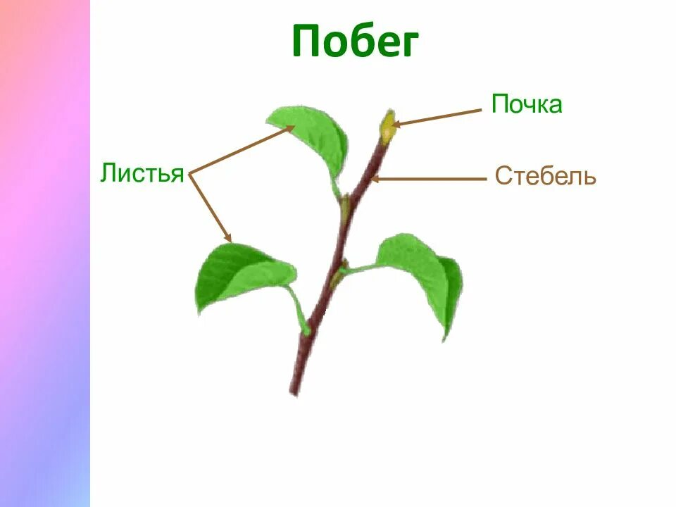 Лист и стебель биология 6 класс. Части побега стебель листья и почки. побег стебель почки. строение побега цветкового растения. строение цветочного побега.