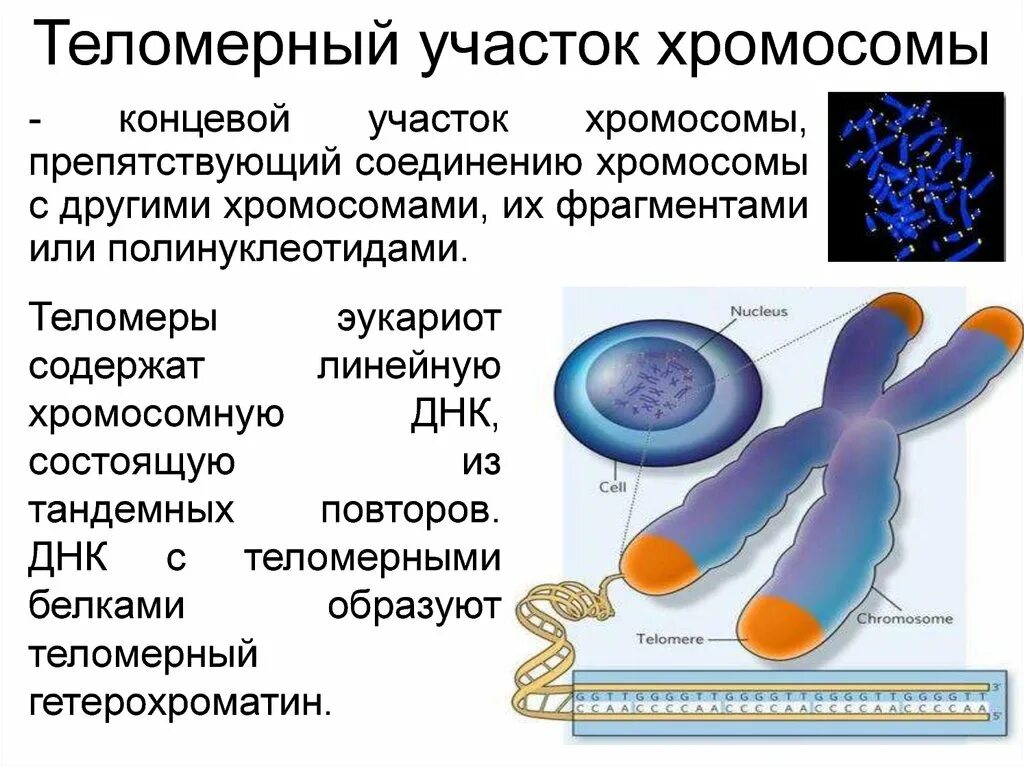 Теломерный участок хромосомы. Сателлитные и теломерные участки хромосом. Строение хромосомы теломеры. Теломеры – это участки хромосом. Участки хромосом называют