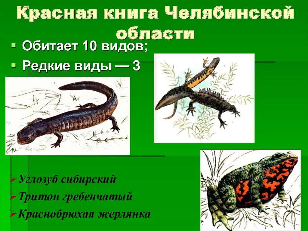 Картинки ЖИВОТНЫЕ УРАЛА ЗАНЕСЕННЫЕ В КРАСНУЮ КНИГУ