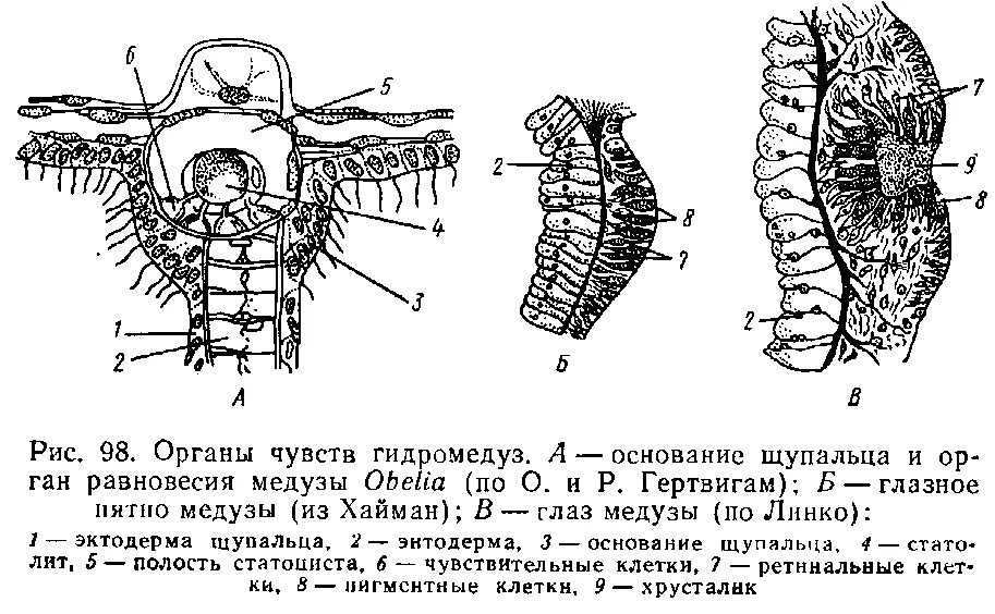 Статоцисты это