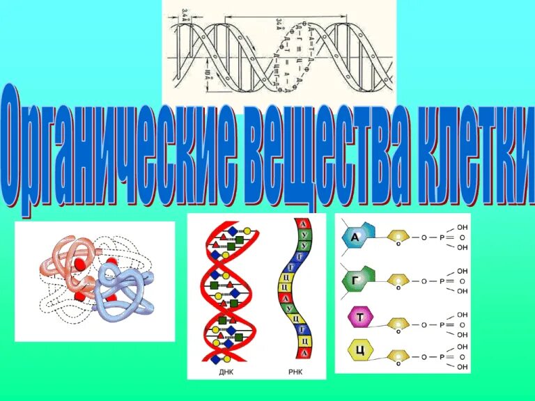 Органические вещества клетки белки 10 класс презентация. Органические вещества клетки презентация. Органическая клетка. Биополимеры хим состав. Функции органических веществ.