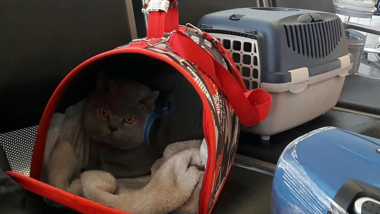 Перевозка кошек аэрофлот. Собака в салоне самолета. Багажный отсек для животных. Животные в салоне самолета. Собака в салоне самолета.