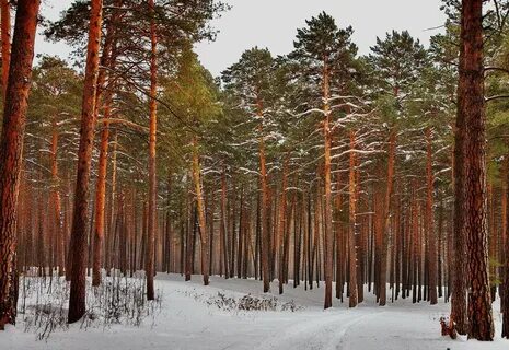 Сосна бора