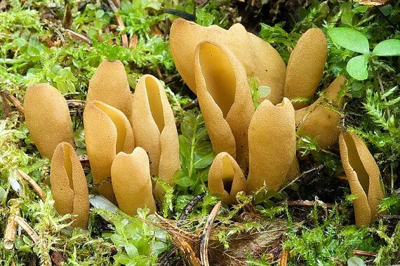It's a mushroom. Inedible, poisonous and hallucinogenic mushrooms !!! Donkey ear