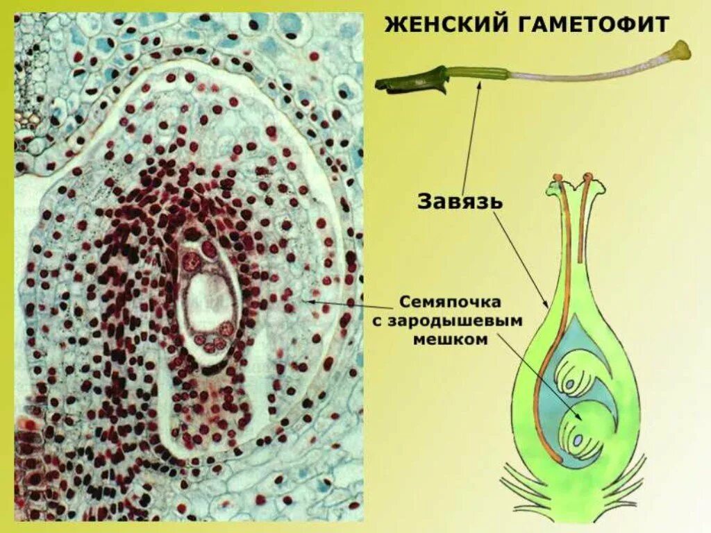Что собой представляет женский гаметофит цветкового растения. Женский гаметофит. женский гаметофит цветковых растений. завязь и семяпочка строение. образование женского гаметофита у покрытосеменных растений.