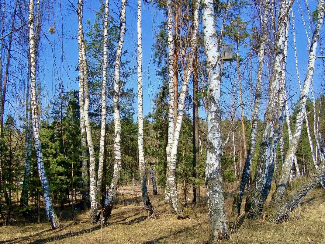 Природа Южного Урала береза. Весенняя береза. Береза в апреле. Пермский край березы. Березка ая