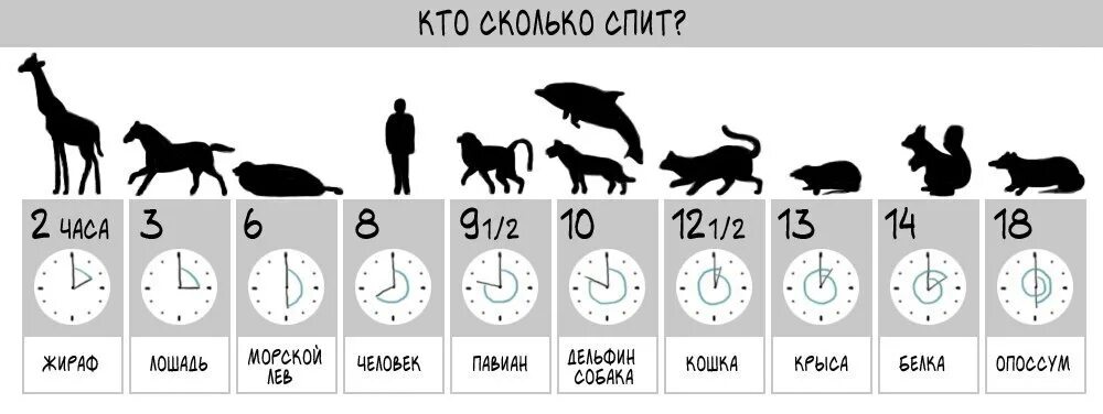 Продолжительность сна у животных. Средняя Продолжительность сна у животных. Таблица сна животных. Сколько часовтспят собаки.
