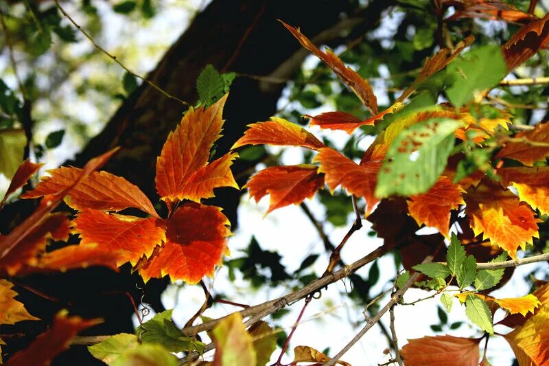 деревья шелестят листвой. осенний шумный. осенний лес листопад. осенний шумный. кленовый листопад.