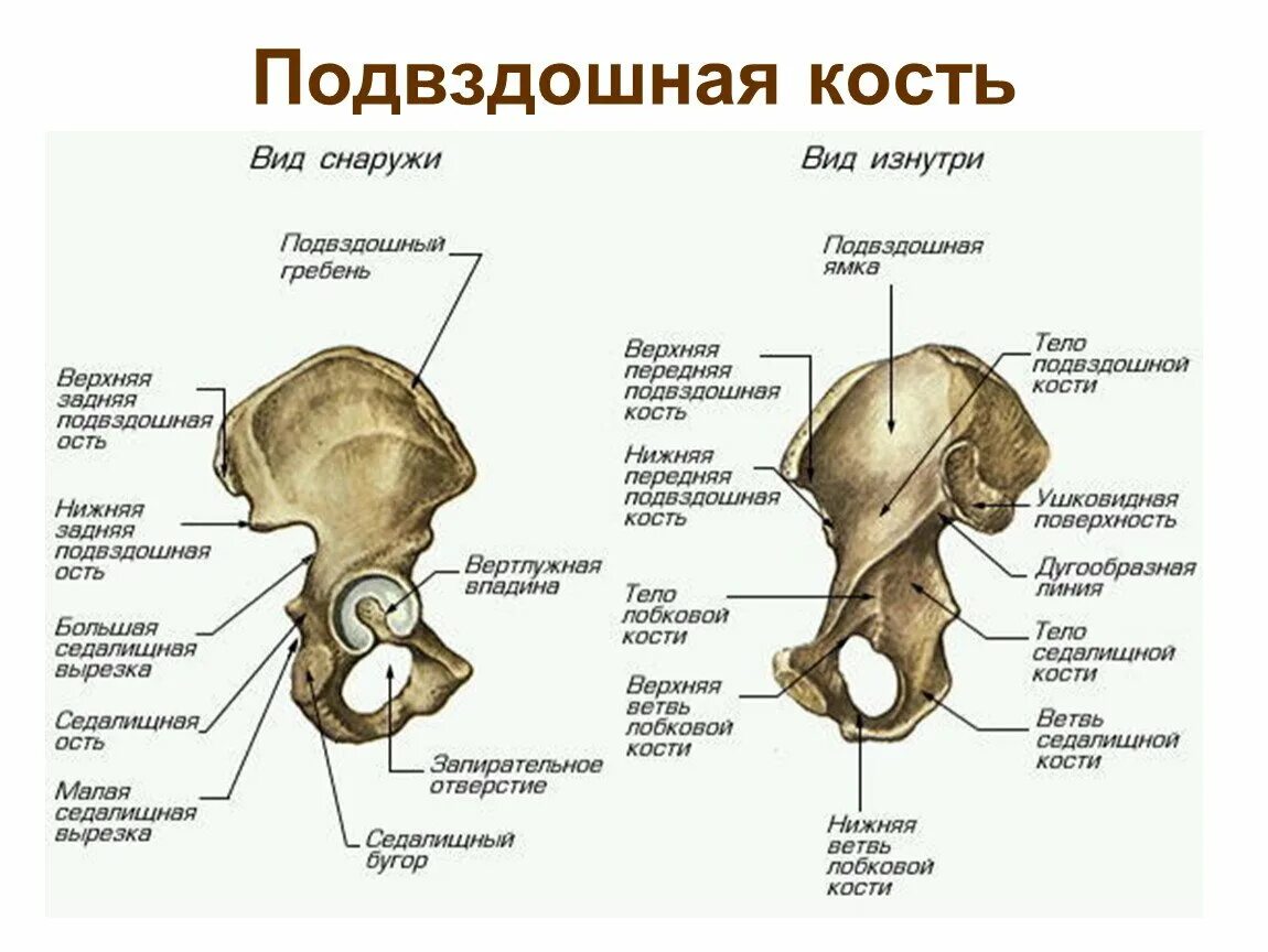 Под каким номером изображена тазовая кость. Подвздошная кость анатомия строение. тазовая кость вид изнутри строение. анатомия подвздошной кости кт. скелет нижних конечностей подвздошная кость.