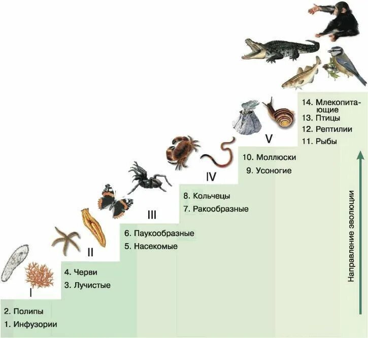 Эволюционная теория Ламарка лестница существ. Систематика животных по Ламарку. Ламарк классификация живых организмов.