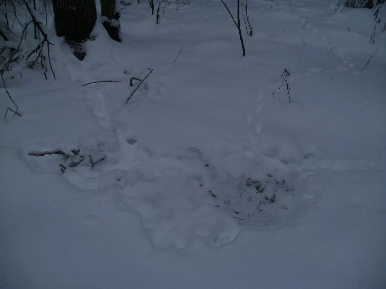 Лесная куница следы на снегу. Следы куницы на снегу. Каменная куница следы на снегу. След куницы зимой.