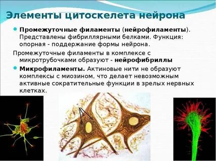 Цитоскелет функции и особенности