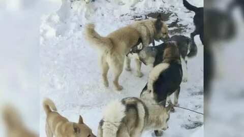 Отбился от стаи