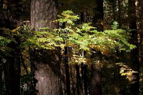За рекой поднимались дубовые и пихтовые