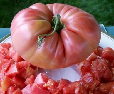 Розовый гигант