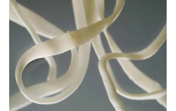 Классификация паразитов. Ленточные черви признаки паразитизма. Цестоды — ленточные гельминты. Памятка профилактика заболевания паразитическими червями. Аскарида человеческая пути заражения человека.