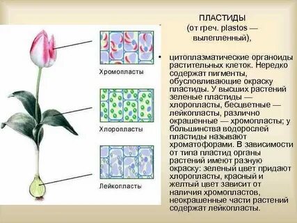 Пигмент хлоропластов