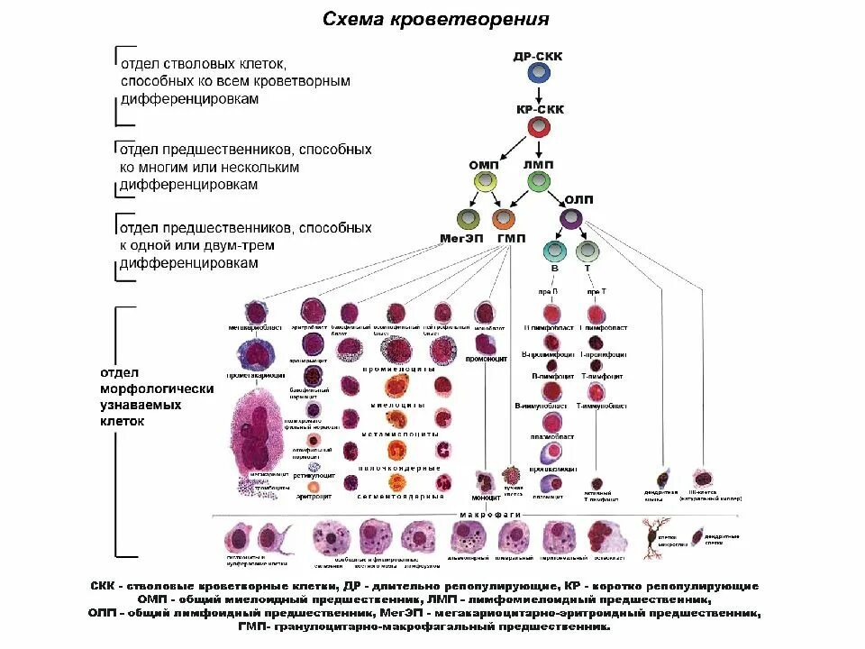 Кровь дифференцировка. Схема кроветворения стволовая клетка. Схема гемопоэза гематология. Схема кроветворения гистология. Гемопоэтическая стволовая клетка схема.