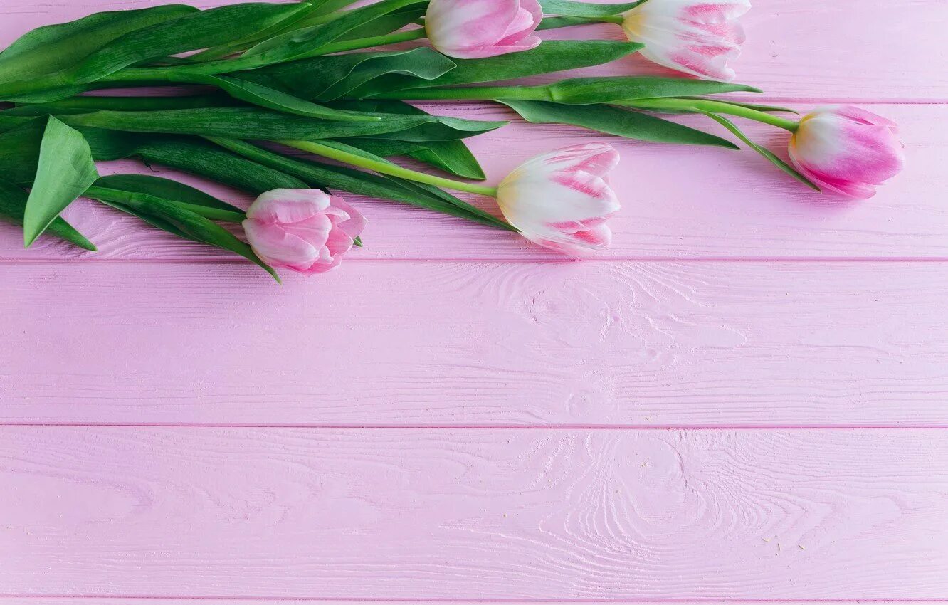 Фон тюльпаны нежный. Розовые тюльпаны. Тюльпаны фон. Фотофон с тюльпанами. Тюльпаны на деревянном фоне.