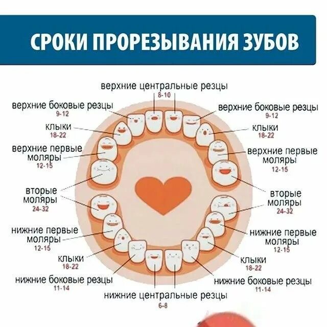 Прорезывание молочных зубов боковые резцы. Коренные зубы сроки прорезывания зубов. Зубы у ребенка прорезывается боковые резцы. Зубы у ребенка порядок прорезывания моляров.